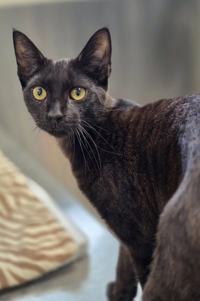 onyx